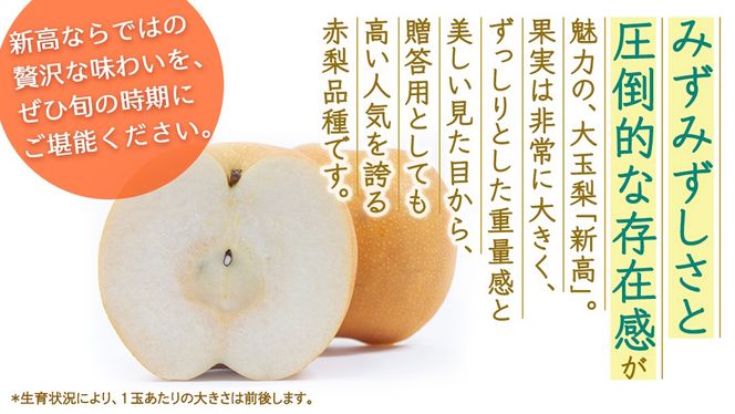 ＼選べる 内容量／新高 約3kg・約5kg【2026年10月より発送開始】（茨城県共通返礼品 [梨]：大子町産） 高糖度 ギフト 贈り物 プレゼント フルーツ なし ナシ 和梨 梨 果実 旬のフルーツ お取り寄せ くだもの 果物 みずみずしい