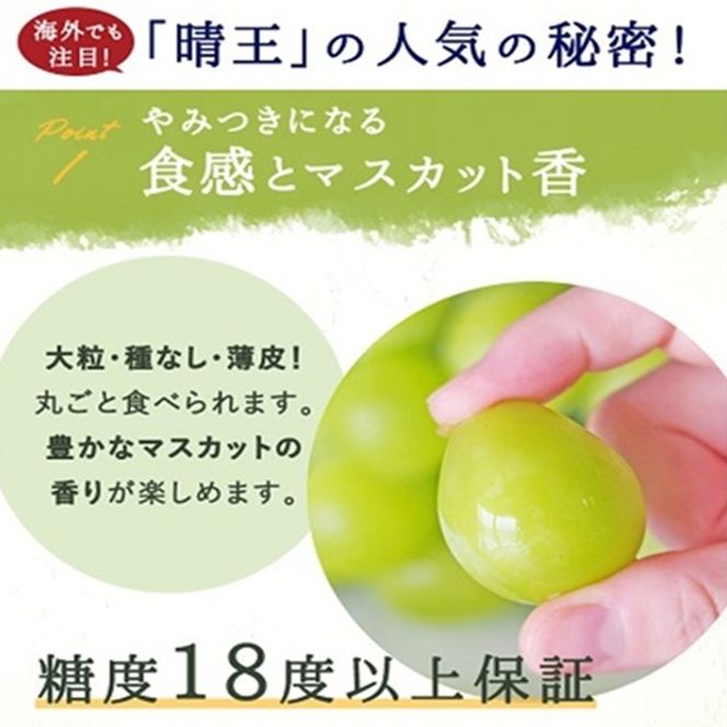 ぶどう 2026年 先行予約 シャイン マスカット 晴王 1房 700g前後 ブドウ 葡萄  岡山県産 国産 フルーツ 果物 ギフト 岡山のブドウ デザート 食べ物 日本産
