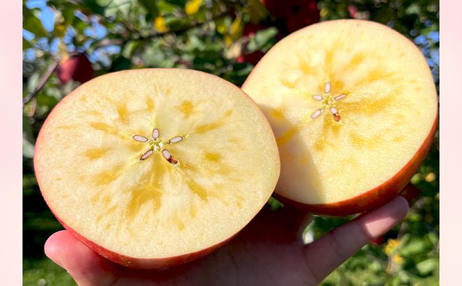 【2026年 11月～ 発送】りんご 先行予約 贈答用 葉とらず サンふじ 約 3kg フルーツ 果物