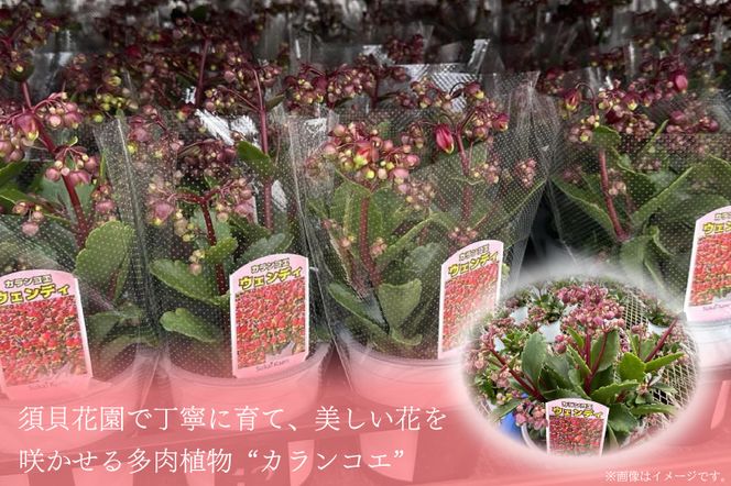 【2027年2月より順次発送】須貝花園 カランコエ 1鉢(7号鉢)｜カランコエ 花 季節の花 須貝花園 先行予約 茨城県 行方市(C-3)
