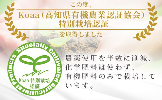 【特別栽培みかん】【2026年10月以降順次配送分】ふじ農園の露地みかん 贈答用 2.5kg (2S～M) - みかん 温州みかん 国産 蜜柑 ミカン 柑橘 果物 フルーツ 贈答 プレゼント ギフト 贈り物 fn-0009