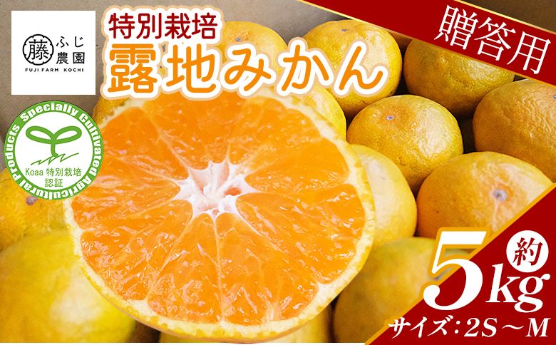 ふじ農園の露地みかん 贈答用 5kg (2S〜M) - みかん 温州みかん 国産 蜜柑 ミカン 柑橘 果物 フルーツ 贈答 プレゼント ギフト 贈り物 ふじ農園 高知県 香南市 常温 fn-0002