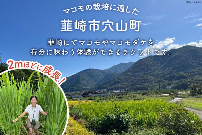 マコモ体験チケット（6,000円分）田植え 収穫 マコモ料理 手仕事体験 [マコモ農園さんさん 山梨県 韮崎市 20742713] 体験 子ども 子供 まこも 真菰 マコモ 真菰茶 まこも茶 マコモ茶 マコモダケ 体験型