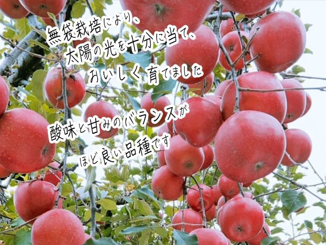 【11月中旬発送】数量限定 訳あり りんご 糖度14度以上 保証 家庭用 サンふじ 約 10kg 果物 高糖度 農家直送 megumi farm青森県 鰺ヶ沢町