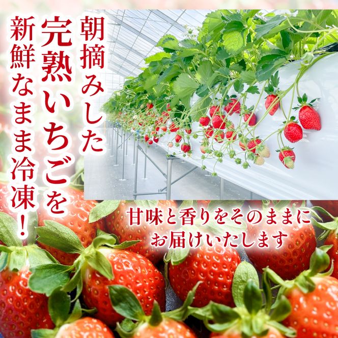 まるは食堂　マルハリゾート　いちごの丘の『 訳あり 』完熟冷凍いちご 1kg