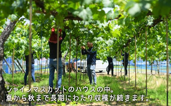 桃 ぶどう 2026年 白桃 晩生種 2玉 シャイン マスカット 1房 合計約1.0kg もも 葡萄 岡山県産 国産 フルーツ 果物 ギフト [№5735-1902]