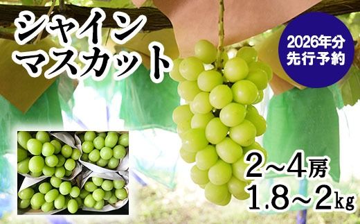 yRxm쒬zypzy2026N s\z Rʕ̃VC}XJbg 1.8kg-2.0kg (2~4[)@Yn t[c VC }XJbg uhE Ԃǂ R ܂Ȃ xm쒬