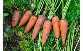 【先行予約（2026年12月上旬～順次発送）】＜てんとうむしばたけ＞有機にんじん5kg　BR00082