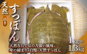 【活きたまま直送】天然すっぽん（活き）1㎏〜1.3㎏ 1箱 すっぽん 天然すっぽん 産地直送 すっぽん料理 すっぽん鍋 活きたまま 滋養強壮 贈答用 ギフト 浜坂産 兵庫県