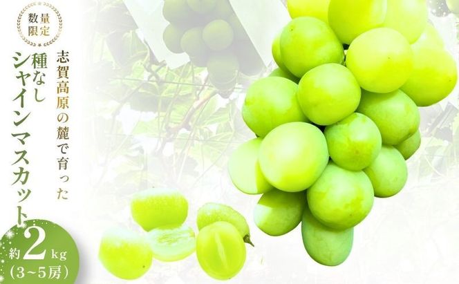 【2026年発送】志賀高原の麓で育った シャインマスカット 3～5房 約2kg ※お届け日時指定不可 ぶどう フルーツ 果物 デザート 長野県 長野