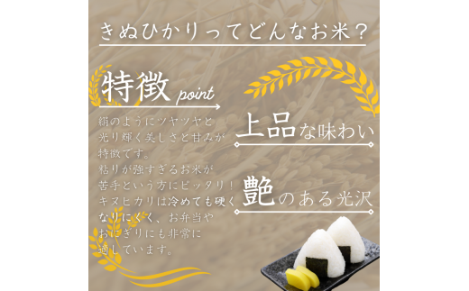 和歌山県産 キヌヒカリ 5kg(2024年産) 産地直送 米 こめ ご飯 ごはん 【sml101A】