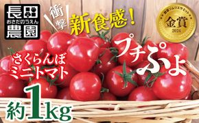 【2026年発送】衝撃の一粒!!奇跡のさくらんぼミニトマト(プチぷよ) 約1kg 野菜ソムリエサミット 金賞 受賞 長田農園 産地直送 トマト とまと 野菜 やさい フルーツ サラダ 濃厚 甘い ご褒美 プレゼント 美容 健康 リピート多数 人気 高評価 数量限定 碧南市 H004-118_Apr