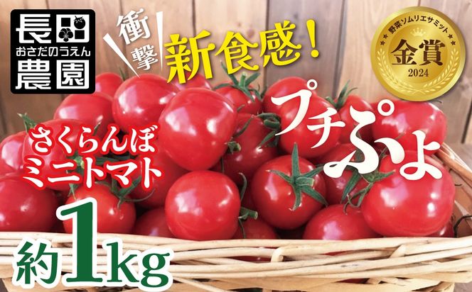 【2026年発送】衝撃の一粒!!奇跡のさくらんぼミニトマト(プチぷよ) 約1kg 野菜ソムリエサミット 金賞 受賞 長田農園 産地直送 トマト とまと 野菜 やさい フルーツ サラダ 濃厚 甘い ご褒美 プレゼント 美容 健康 リピート多数 人気 高評価 数量限定 碧南市 H004-118_Apr