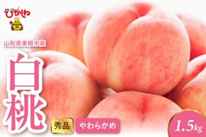 2026年産 白桃（柔らかめ）1.5kg 秀品 山形県 東根市 hi082-047
