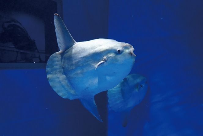 アクアワールド茨城県大洗水族館 年間パスポート 大人2名 大洗 チケット 券 アクアワールド 水族館