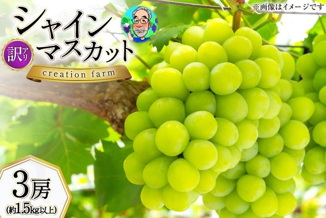 訳あり 朝採れ シャインマスカット 3房 計1.5kg以上 [Creation farm 山梨県 韮崎市 20744955] シャイン マスカット フルーツ 果物 くだもの ブドウ ぶどう 葡萄 山梨 訳アリ わけあり ご家庭用