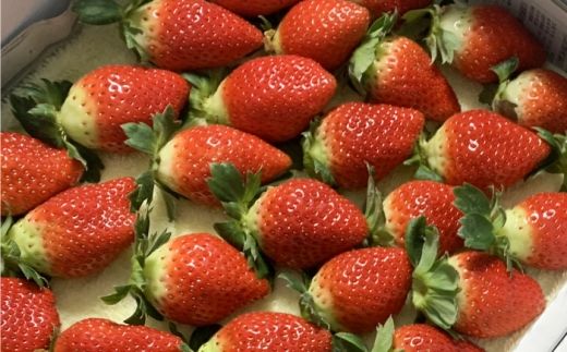 ゆめのか×さちのか味比べセット 120g×2パック / 苺 いちご 果物 フルーツ 甘い 産地直送 冷蔵 人気 おすすめ セット 高知 土佐市 家庭用【松本いちごらんど】[BQDQ003] [BQDQ003]