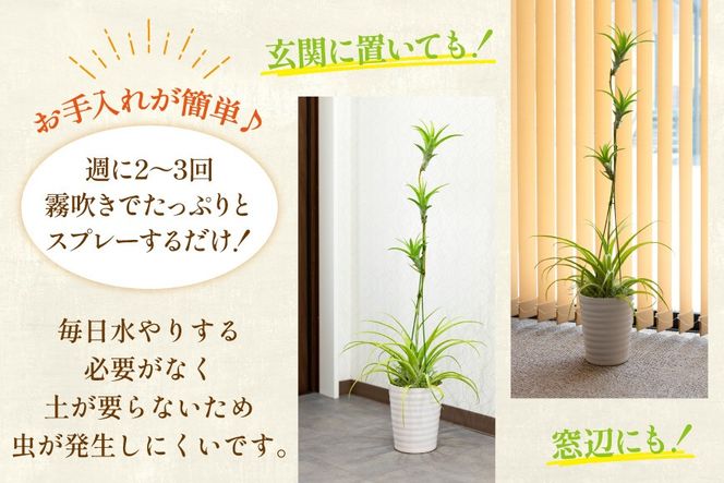 AI176 鉢植えで飾る チランジア フレクスオーサ  [ 観葉植物 インテリア エアープランツ エアプランツ 鉢植え 植物 ガーデン グリーン おしゃれ 北尾洋蘭園 長崎県 島原市 ]