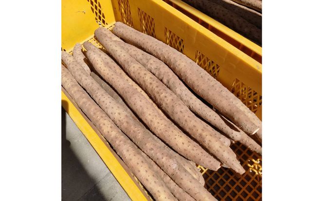 981.【訳あり】砂丘ながいも　1kg《検索用ワード:長芋・とりたて・とろろ・ねばり・山芋》 313726_BW011