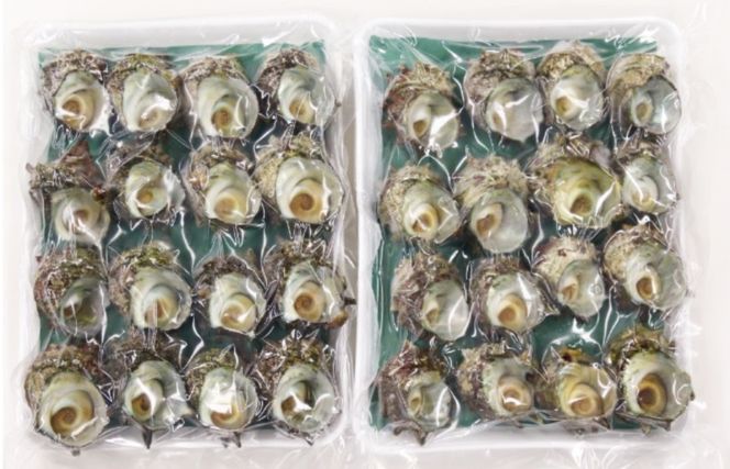 訳あり　京都府産　さざえ（ボイル済）2.4kg（約24～48個） 新鮮 サザエ 栄螺 ボイル つぼ焼き 壷焼き つぼやき お刺身 BBQ バーベキュー アウトドア キャンプ わけありさざえ 2.4キロ さざえの壷焼き　TB00061