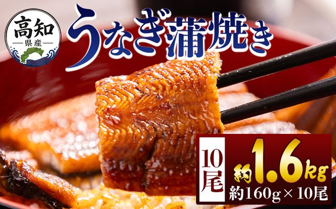 うなぎ 高知県産蒲焼きうなぎ １６０ｇ １０尾 計１６００ｇ fb-0158