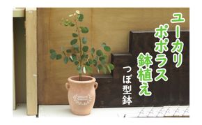 苗木 ユーカリ ポポラス 鉢植え つぼ小 植物 ガーデン インテリア