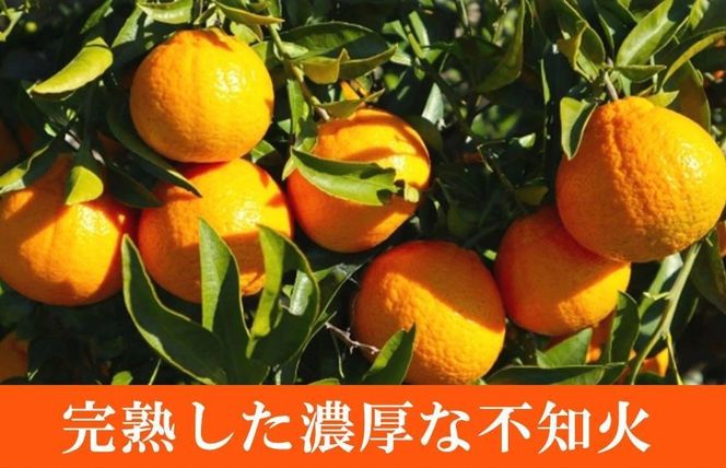 【ご家庭用訳あり】紀州有田産不知火(しらぬひ) 約3kg【2025年2月中旬以降発送】【先行予約】【UT129w】 AN055