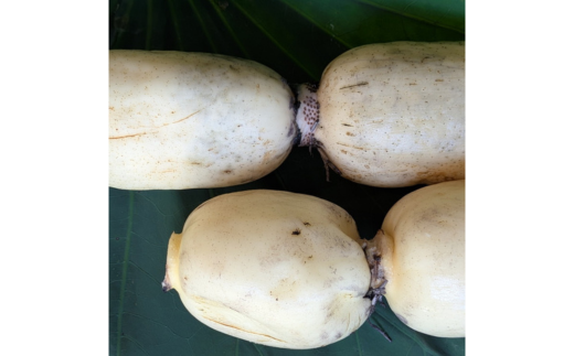 【定期便3ヶ月】【訳あり】土浦市産 れんこん 2㎏　味で勝負！タップリ大満足！ すずき蓮根農園のご家庭用れんこん「竹 2キロ」 ｜ 産地直送 茨城県 レンコン 蓮根 野菜 シャキシャキ ※離島への配送不可 ※ 2026年1月上旬より順次発送予定