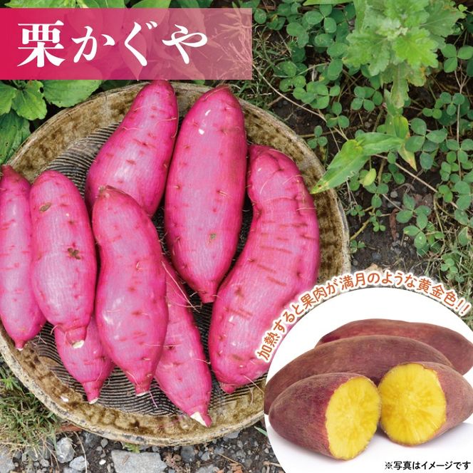 ＼栗風味のホクホク系／山﨑観光農園の栗かぐや 約6kg｜栃木県 益子町 ふるさと納税 里山 ほくほく さつまいも 栗かぐや 栗のような甘さ（AU016）