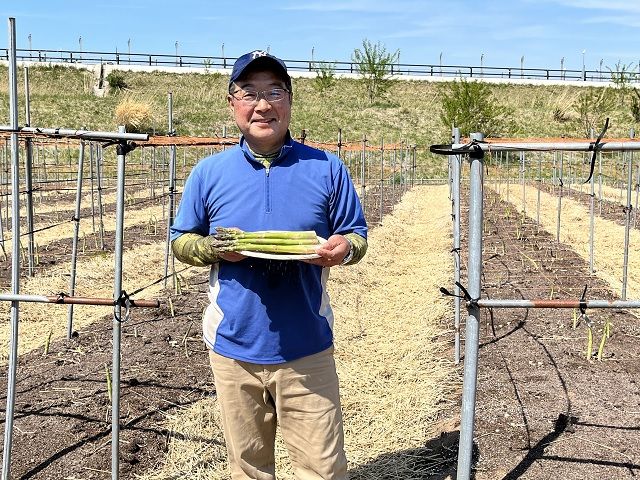 アスパラガス 先行予約 春アスパラガス 約700g 約20本前後 L～2L 厳選 マコト農園 アスパラ グリーンアスパラ 野菜 春 旬 旬の野菜 朝どれ 産地直送 2026年 2026 先行 予約 青森 冷蔵 冷蔵配送 5月6月発送