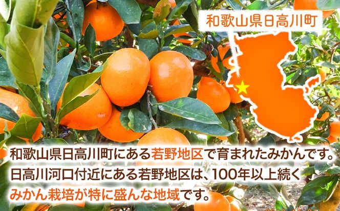 訳あり みかん 5kg 10kg 完熟 若野みかん 約5kg 約10kg サイズ混合 圦本農園 《11月下旬-12月中旬頃出荷》和歌山県 日高川町 送料無料 訳ありみかん 10キロ 5キロ わけありみかん わけあり 若野 みかん ミカン 柑橘 完熟 フルーツ 果物 お取り寄せフルーツ---wshg_yrm5_11g12c_25_11000_5kg---