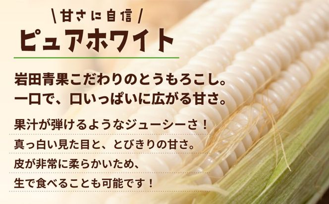 【先行予約 2026年6月下旬以降発送 】【 令和8年産 】【数量限定】【訳あり】 深夜採り 朝出荷 白い とうもろこし ピュアホワイト 約6kg トウモロコシ コーン 旬 BBQ バーベキュー 夏野菜 甘い 期間限定 ふるさと納税 6000円 [AX056ya]