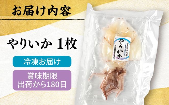 糸島玄界灘産 やりいか 1枚  糸島市 / 有限会社 糸島海産 / イカ / 肴[AMR010]