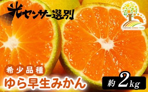 【先行予約】ゆら早生 みかん 濃厚な味わい 約2kg 希少品種《有機質肥料100％》極早生 ｜ 由良 ゆら 早生 わせ 柑橘 果物 くだもの フルーツ 和歌山 有田