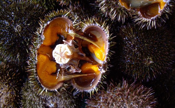 北海道 礼文島産 新鮮生うに エゾバフンウニ 40g×4パック［野崎水産］【 うに ウニ 雲丹 生うに バフンウニ 素材本来の味 海鮮 うに丼 甘み 産地直送 】