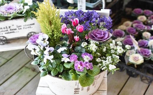 【10月頃から発送・お手軽ガーデニング】季節の寄せ植え（風の丘ガーデン） ギフト寄せ植え 贈答用寄せ植え 母の日 誕生日 記念