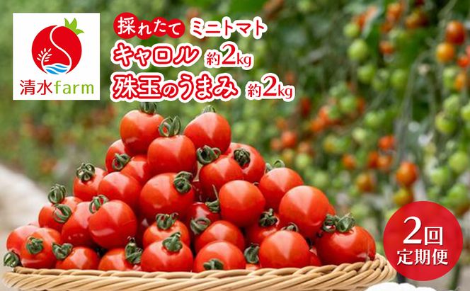 【2026年発送】●2回定期便● 富良野産 採れたて直送! 「ミニトマト キャロル10・殊玉のうまみ 」各2kg (清水farm) アスパラ アスパラガス トマト ミニトマト とまと 野菜 新鮮 季節限定 北海道 富良野 ふらの