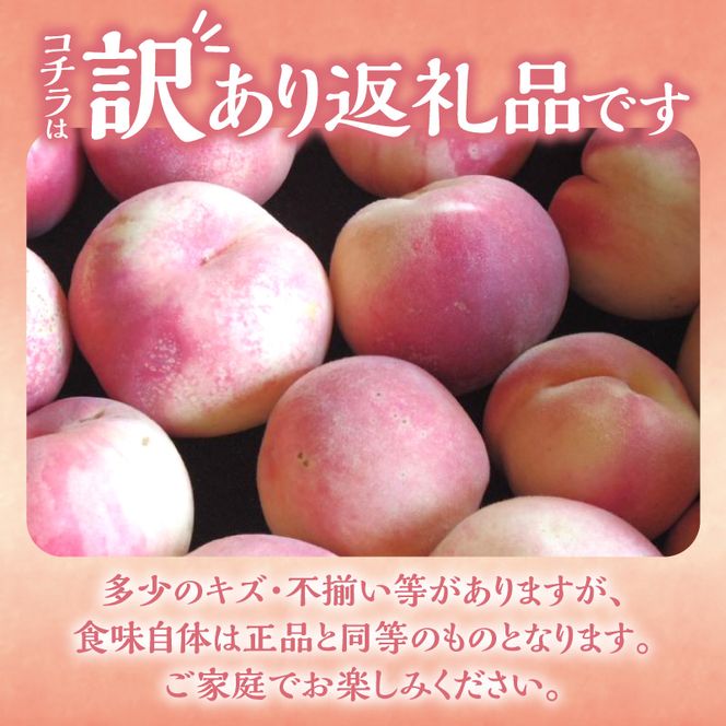 【2026年産 先行予約】＜北海道余市産＞訳アリ 桃「あかつき」3kg（12～20玉）_Y103-0061