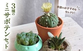 ミニ サボテン セット（3種）［133O06］