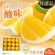 【先行予約】＜果樹園直送＞土佐小夏 特選品贈答用 約3kg 3キロ〈2027年5月下旬～2027年6月下旬頃発送〉  / こなつ 小夏 日向夏 ニューサマーオレンジ 柑橘 かんきつ 柑橘類 フルーツ 果物 くだもの 果実【白木果樹園】 [BQAI027]