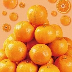 【訳あり】人気の柑橘室戸産ポンカン２.５㎏　rk007