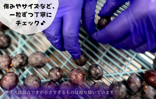 冷凍 種あり 巨峰 約1kg 秀優混合 サイズミックス 和歌山県産 産地直送 ぶどう クール便  【みかんの会】AX398