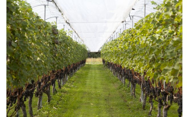 100%ぶどうジュース甲州4本セット 322032_CL002