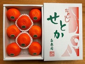 ハーフ 化粧箱 柑橘の大トロ ハウス せとか 厳選 8玉入 南泰園  BS160