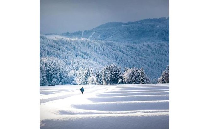 【令和7年産】定期便！魚沼産こだわり従来コシヒカリ【合計180kg】毎月30kg×6回 ブランド米 銘柄米 白米 精米 ご飯 おにぎり お弁当 
