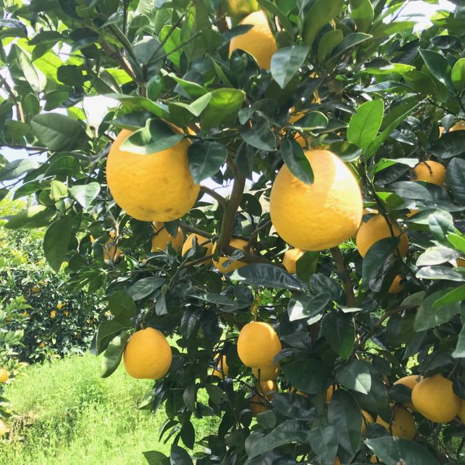 【農家直送】【爽快柑橘】爽やか河内晩柑（ご家庭用）約3.5kg