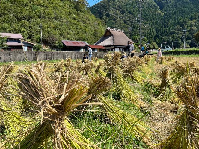 【令和6年度】 料理旅館きぐすりや 特別栽培米 キヌヒカリ 10kg 精米 白米 お米 こめ コメ 減農薬栽培 10キロ 5kg×2 ご飯 ごはん 京都　※9月下旬より順次発送 