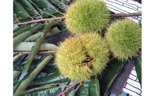 【ふるさと納税限定】 中津川栗きんとん15個入り F4N-2375