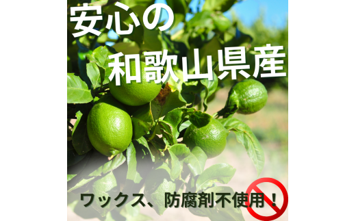 ＜先行予約＞わけあり レモン2.5kg+250g（傷み補償分）【和歌山有田産】【防腐剤・WAX不使用、安心の国産レモン】【わけあり・訳ありレモン】 ※2025年9月上旬頃〜2026年4月下旬頃に順次発