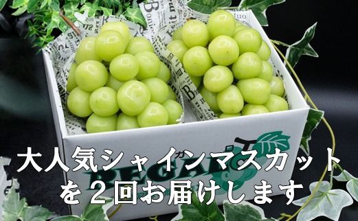 【2026年先行予約】【２回定期便】頬張る幸福感 ～緑の宝石・シャインマスカット～ 計２kg（1.0kg以上・2～3房を２回[9月上旬・下旬]お届け）※冷蔵発送※　シャイン シャインマスカット ぶどう 葡萄 ブドウ 定期便 ２回 果物 くだもの フルーツ 山梨 やまなし 富士川町 シャインだけ シャインマスカットだけ